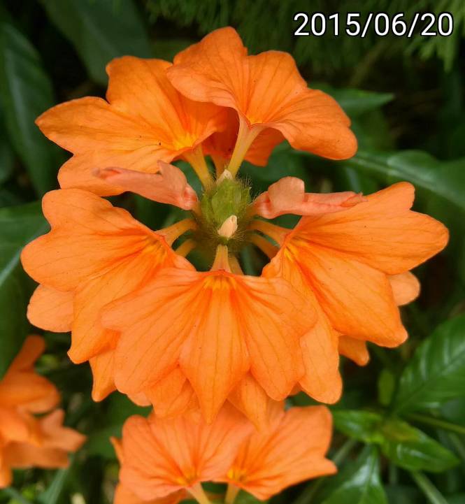 鳥尾花、爆竹花, Crossandra infundibuliformis, firecracker flower