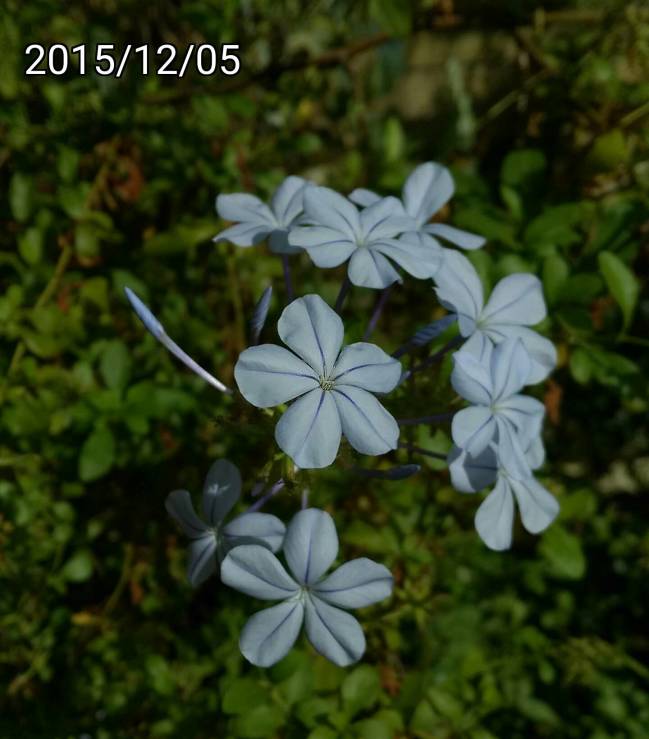 藍雪花的花瓣, flowers of Plumbago auriculata, blue plumbago, Cape plumbago or Cape leadwort 