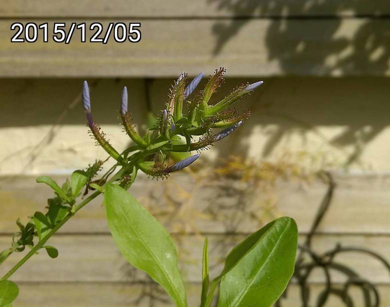 藍雪花的花苞, buds of Plumbago auriculata, blue plumbago, Cape plumbago or Cape leadwort 