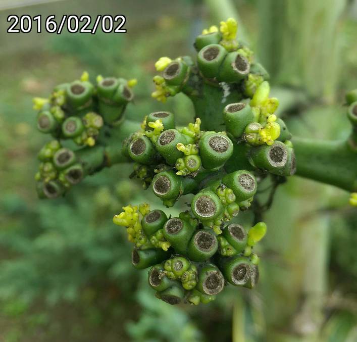 黃花龍舌蘭的嫩芽、Agave desmetiana