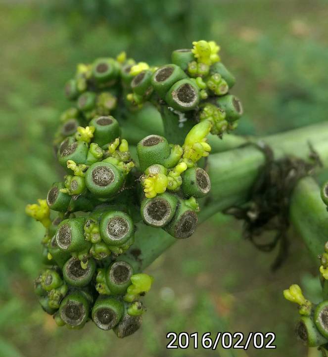 黃花龍舌蘭的嫩芽、Agave desmetiana