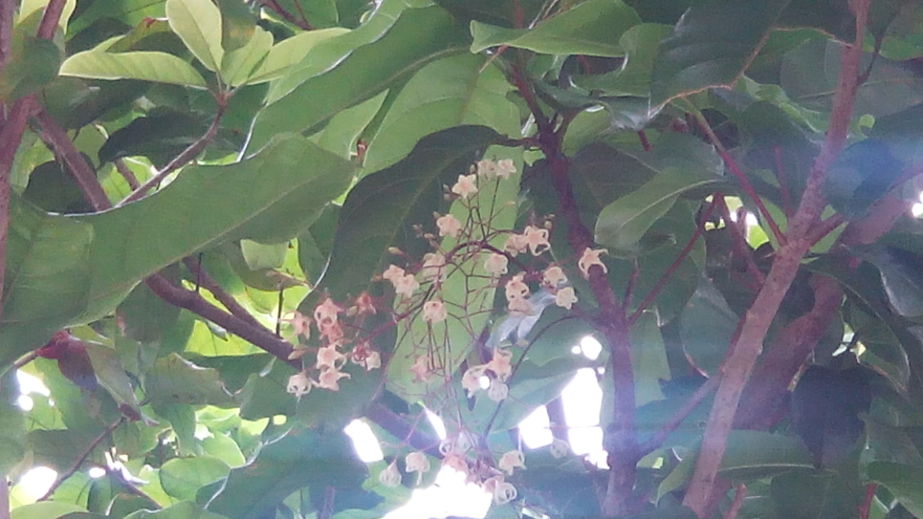 蘋婆、鳳眼果（Sterculia nobilis）花