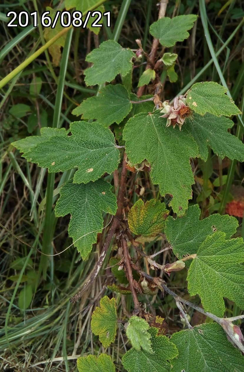台灣懸鉤子, Rubus formosensis