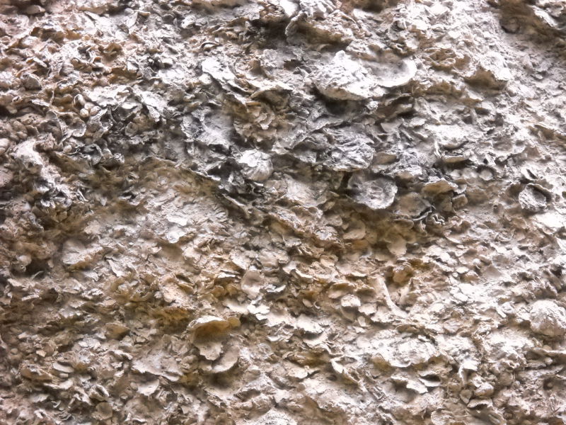 高雄 燕巢鄉(燕巢區) 雞冠山 貝殼化石