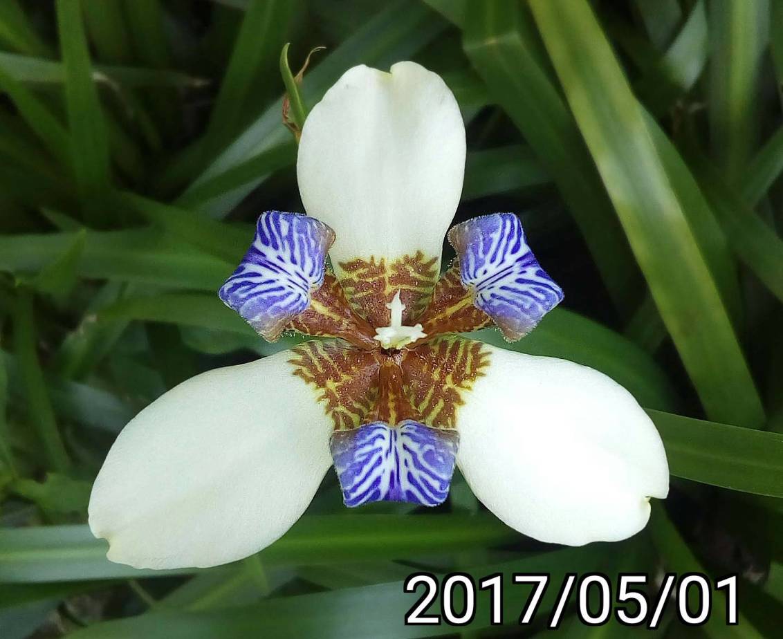 巴西鳶尾花、馬蝶花, Neomarica northiana, North's false flag, ￼walking iris