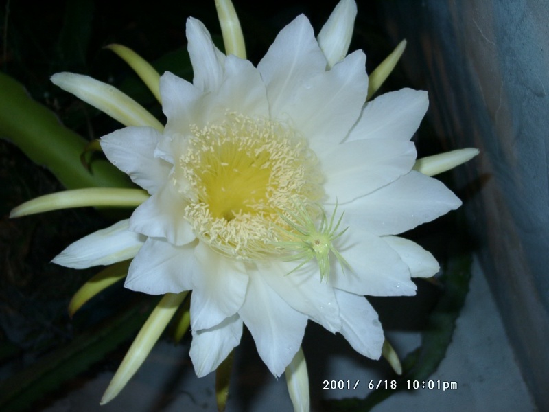 紅龍果的花 flower of Hyolcereus