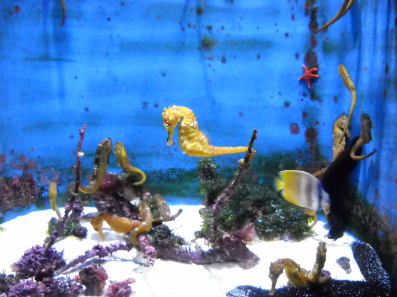 沖繩美麗海水族館(海洋博紀念公園) 海馬