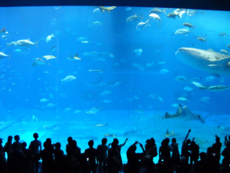 沖繩美麗海水族館(海洋博紀念公園)