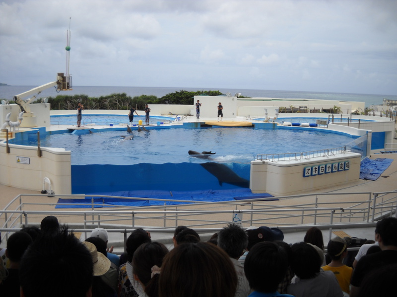 沖繩美麗海水族館(海洋博紀念公園) 海豚表演
