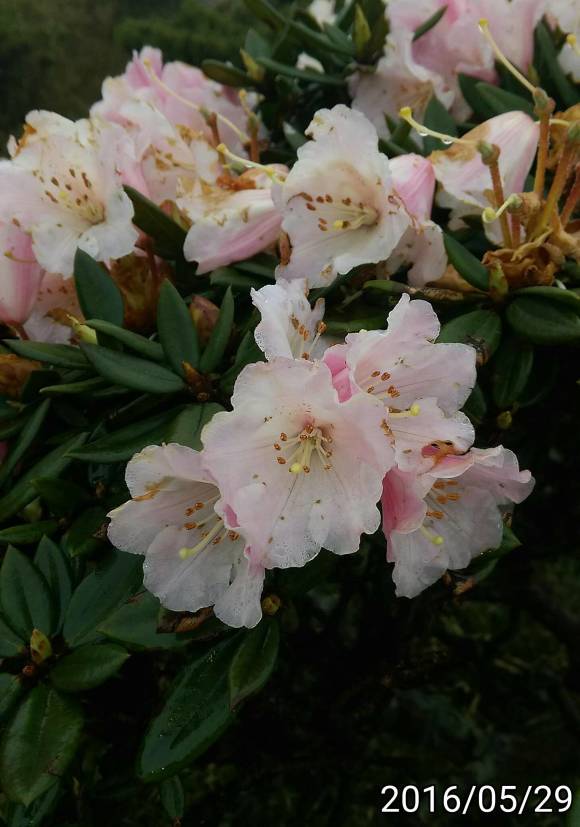 合歡山的玉山杜鵑 Rhododendron pseudochrysanthum of Hehuan Mountain