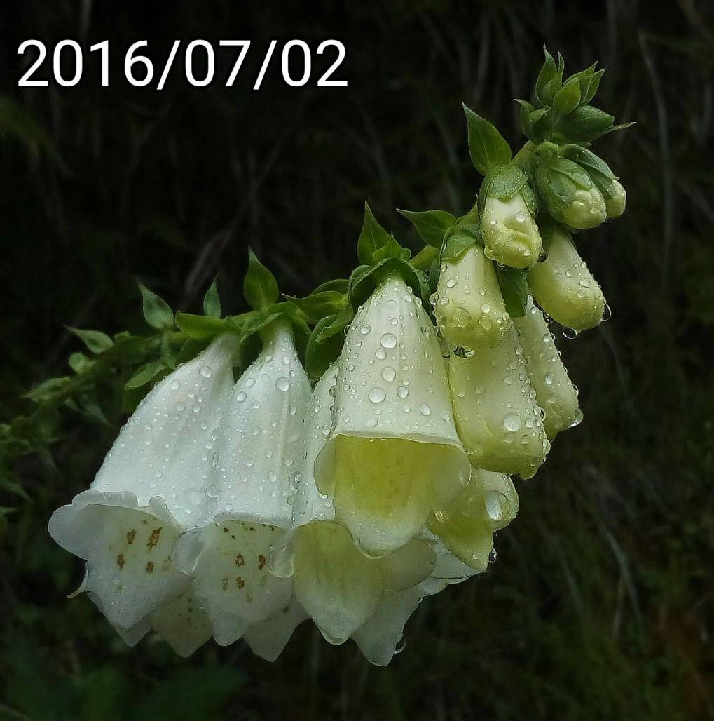 白花毛地黃、Digitalis purpurea f. albiflora, white-flowered foxglove