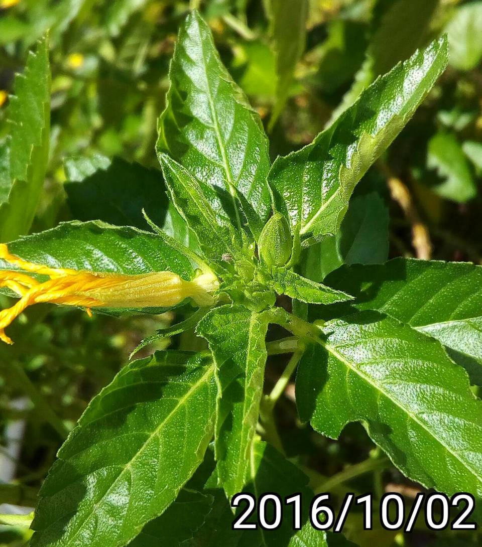 黃阿爾德的花苞, buds of Turnera ulmifolia, yellow alder