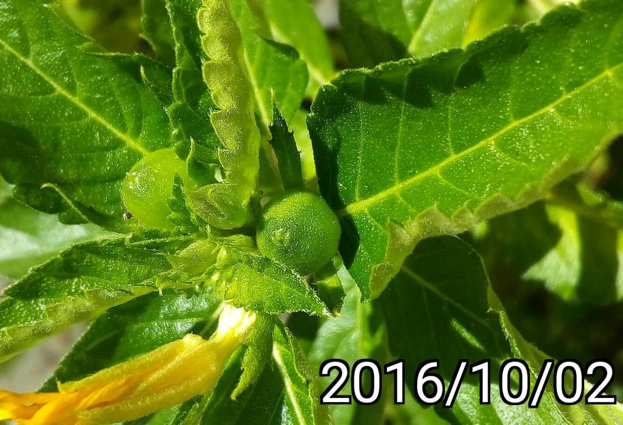 黃阿爾德的果實, fruits of Turnera ulmifolia, yellow alder