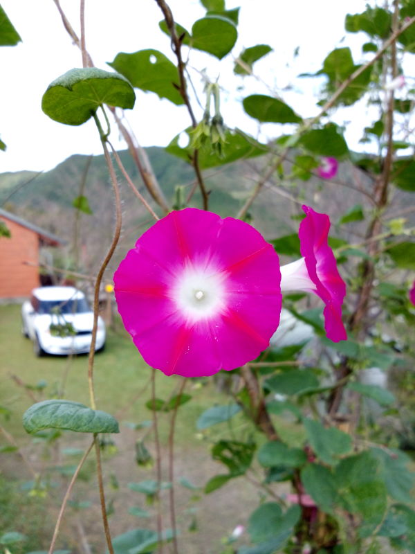 紫紅色的牽牛花, Pink morning glory, Ipomoea Purpurea