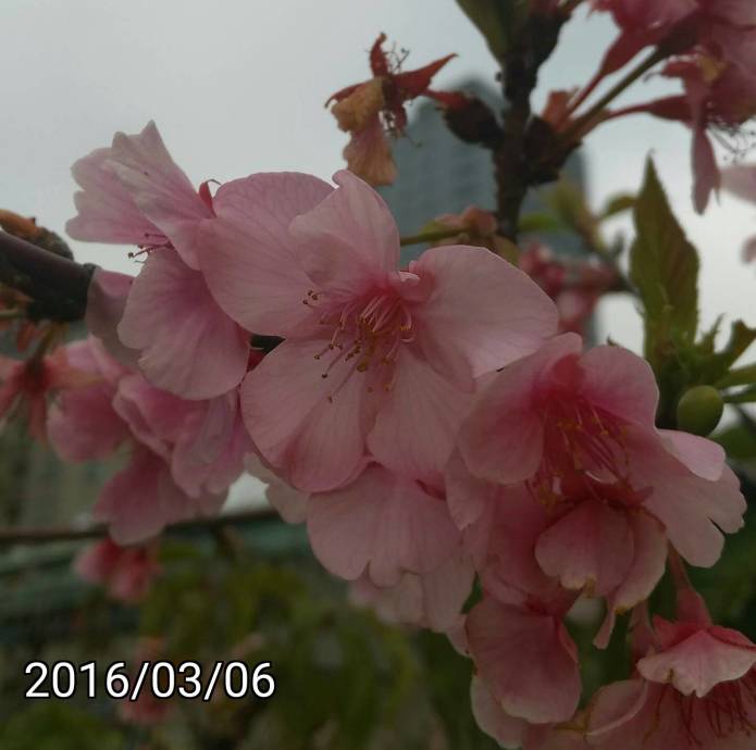 新竹玻璃工藝博物館、新竹麗池公園的各種櫻花