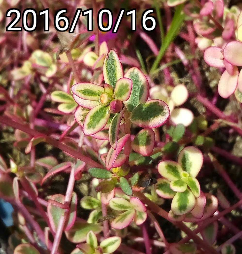 粉紅色彩葉馬齒莧、豬母草的果實花苞 fruit and bud of multi-color leaf Portulaca oleracea, common purslane, verdolaga, pigweed, little hogweed,  pursley, and moss rose