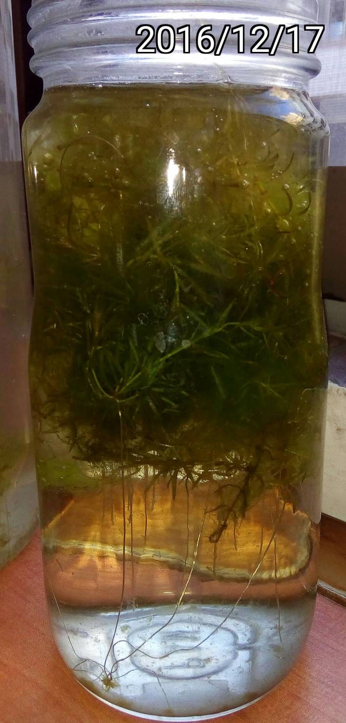 水蘊草的根, roots of Elodea densa, Large-flowered Waterweed or Brazilian Waterweed