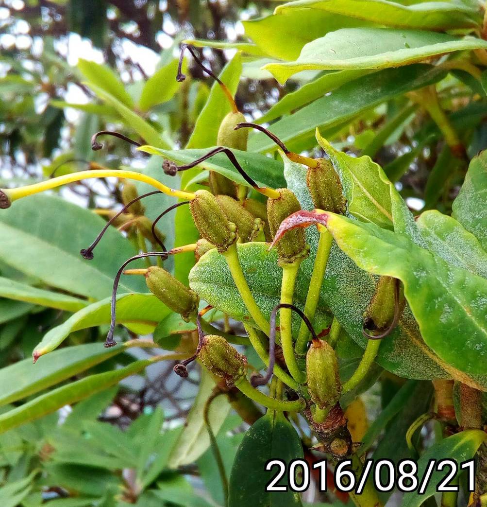 玉山杜鵑、森氏杜鵑的果實   fruits of Rhododendron pseudochrysanthum
