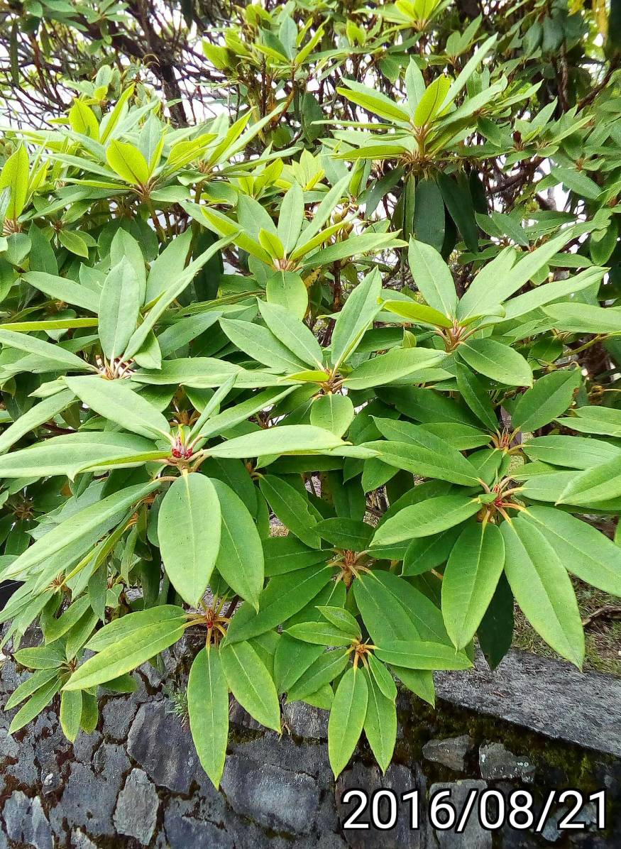 玉山杜鵑、森氏杜鵑的葉子   leaves of Rhododendron pseudochrysanthum
