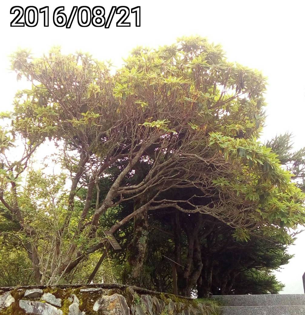 玉山杜鵑、森氏杜鵑樹 tree of Rhododendron pseudochrysanthum