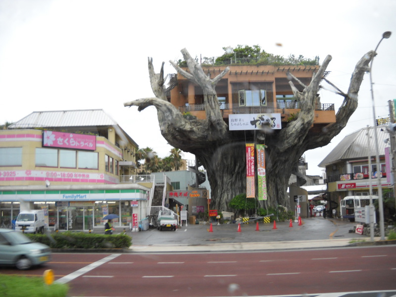 沖繩 樹屋