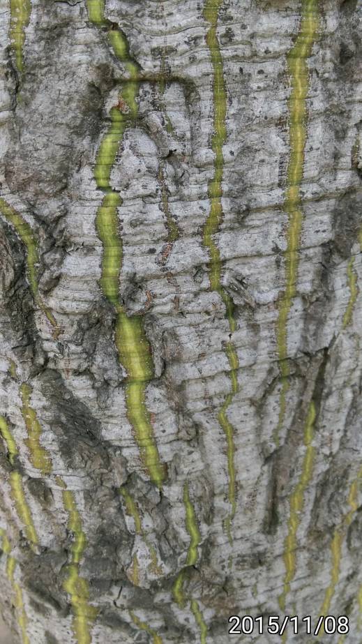 無刺美人樹的樹幹 thornless trunk of Ceiba speciosa, silk floss tree
