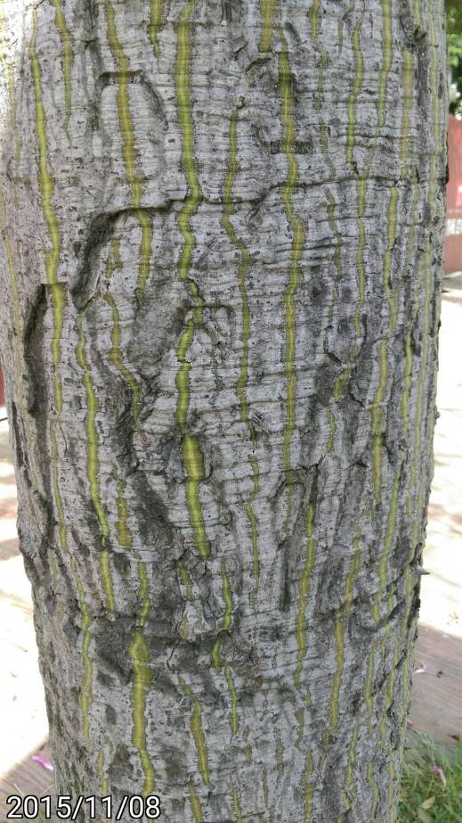 無刺美人樹的樹幹 thornless  trunk of Ceiba speciosa, silk floss tree