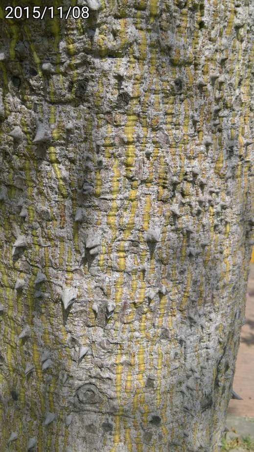 美人樹的樹幹的刺 thorns of trunk of Ceiba speciosa, silk floss tree