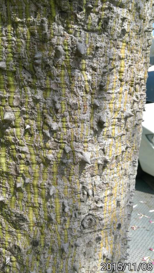 美人樹的樹幹的刺 thorns of  trunk of Ceiba speciosa, silk floss tree