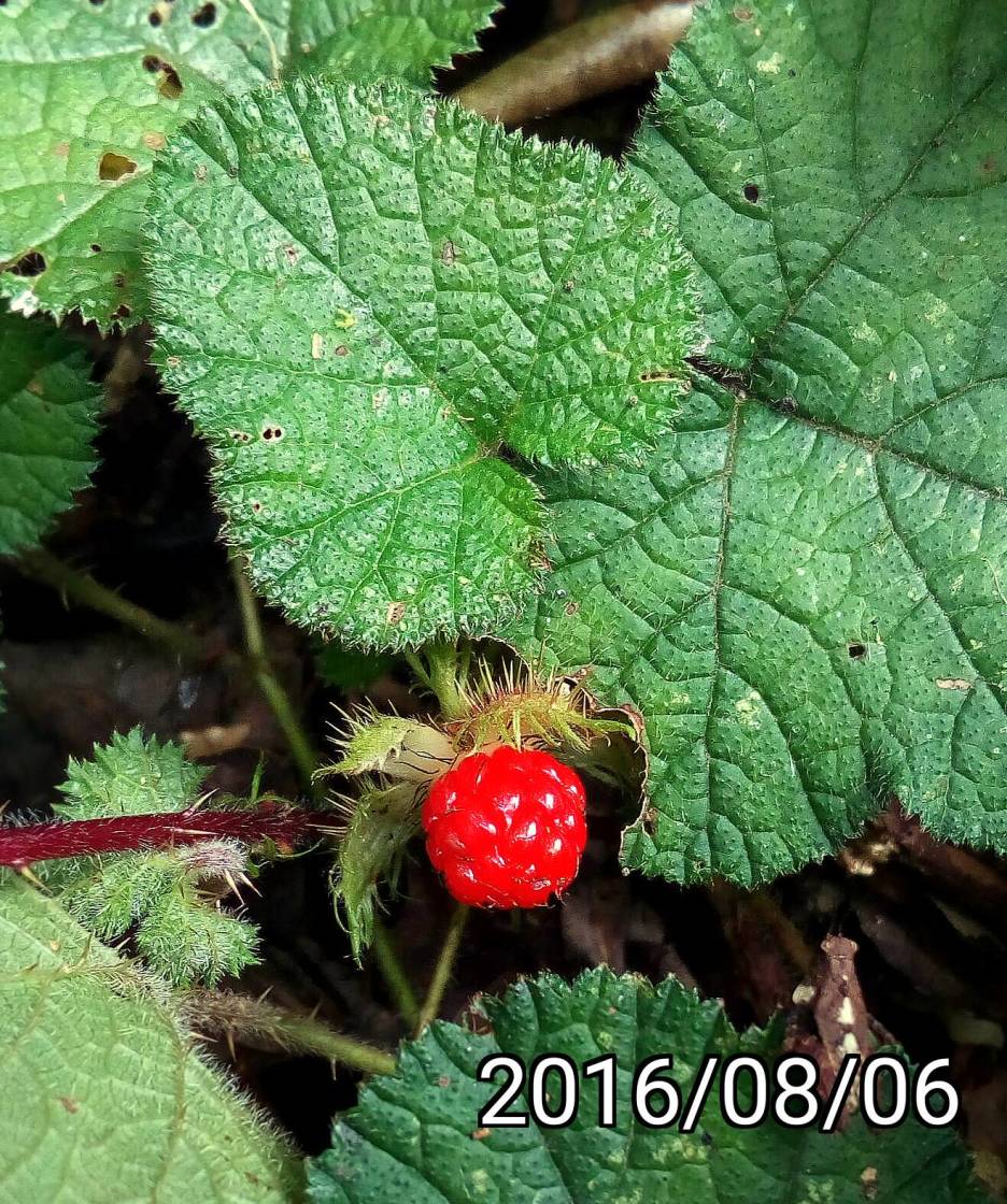 刺萼寒莓的果實 fruit of Rubus pectinellus