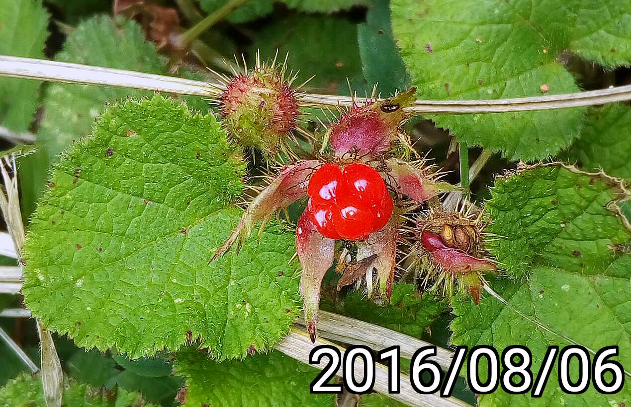 ￼刺萼寒莓的果實 fruit of Rubus pectinellus