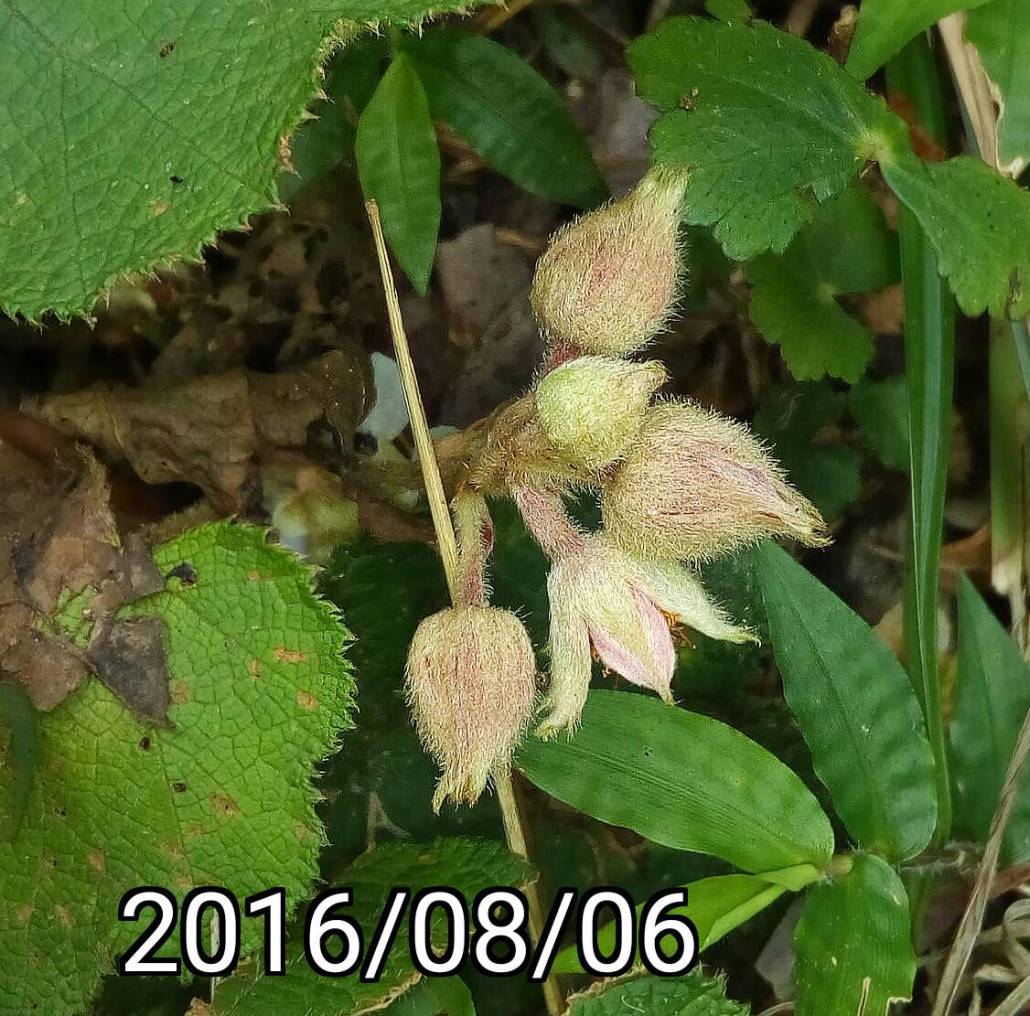 ￼刺萼寒莓的花苞 buds of Rubus pectinellus