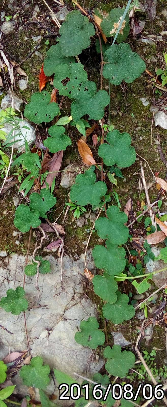 ?懸鉤子的葉, leaves of Rubus ?