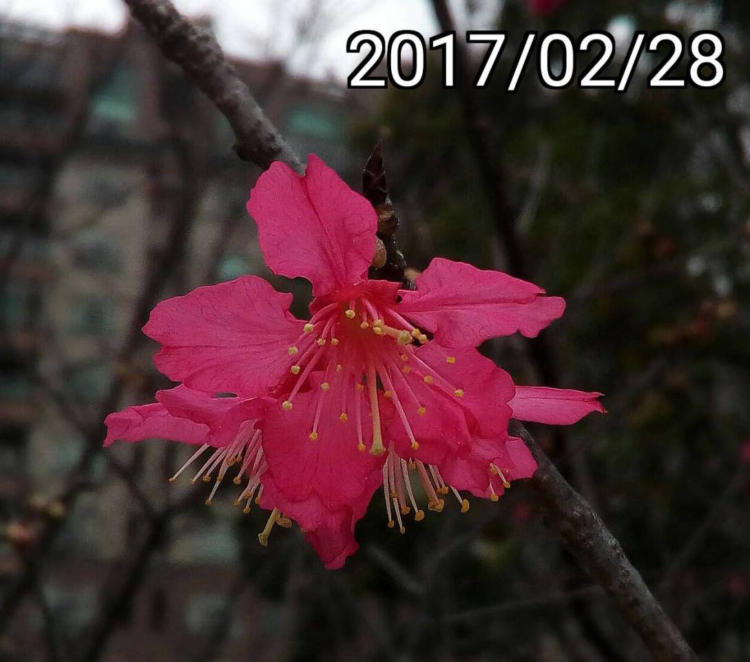 新竹賞櫻景點：新竹公園、玻璃工藝博物館、新竹麗池公園的各種櫻花