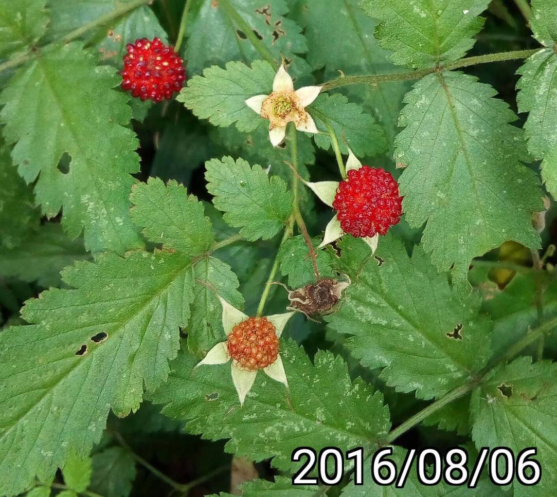 虎婆刺 ( 薄瓣懸鉤子 )， Rubus croceacanthus