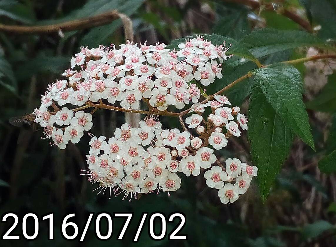 台灣繡線菊的花, flowers of Spiraea formosana 