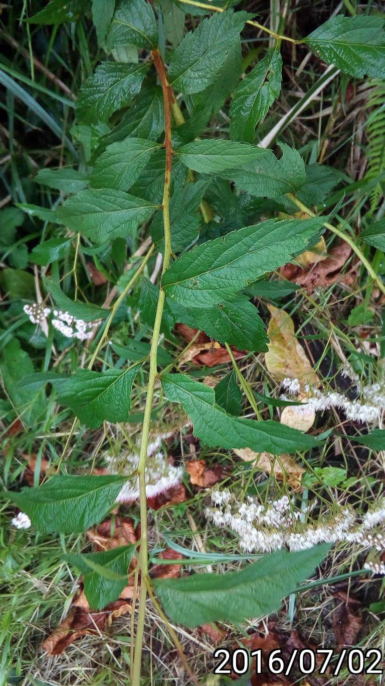 台灣繡線菊的葉, leaves of Spiraea formosana 