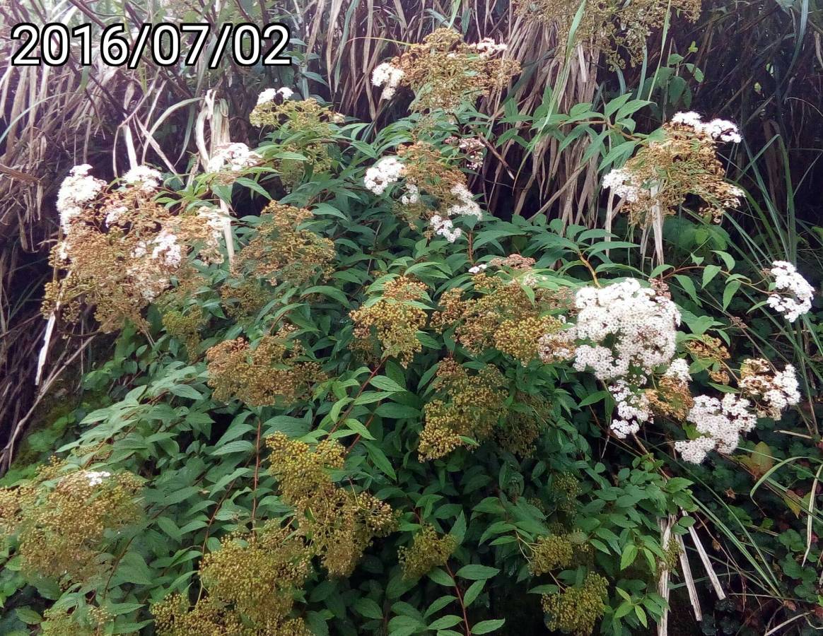 台灣繡線菊的花, flowers of Spiraea formosana 