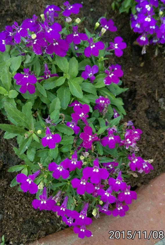 紫色的 翠蝶花、六倍利、Lobelia erinus (Edging Lobelia, Garden Lobelia or Trailing Lobelia)