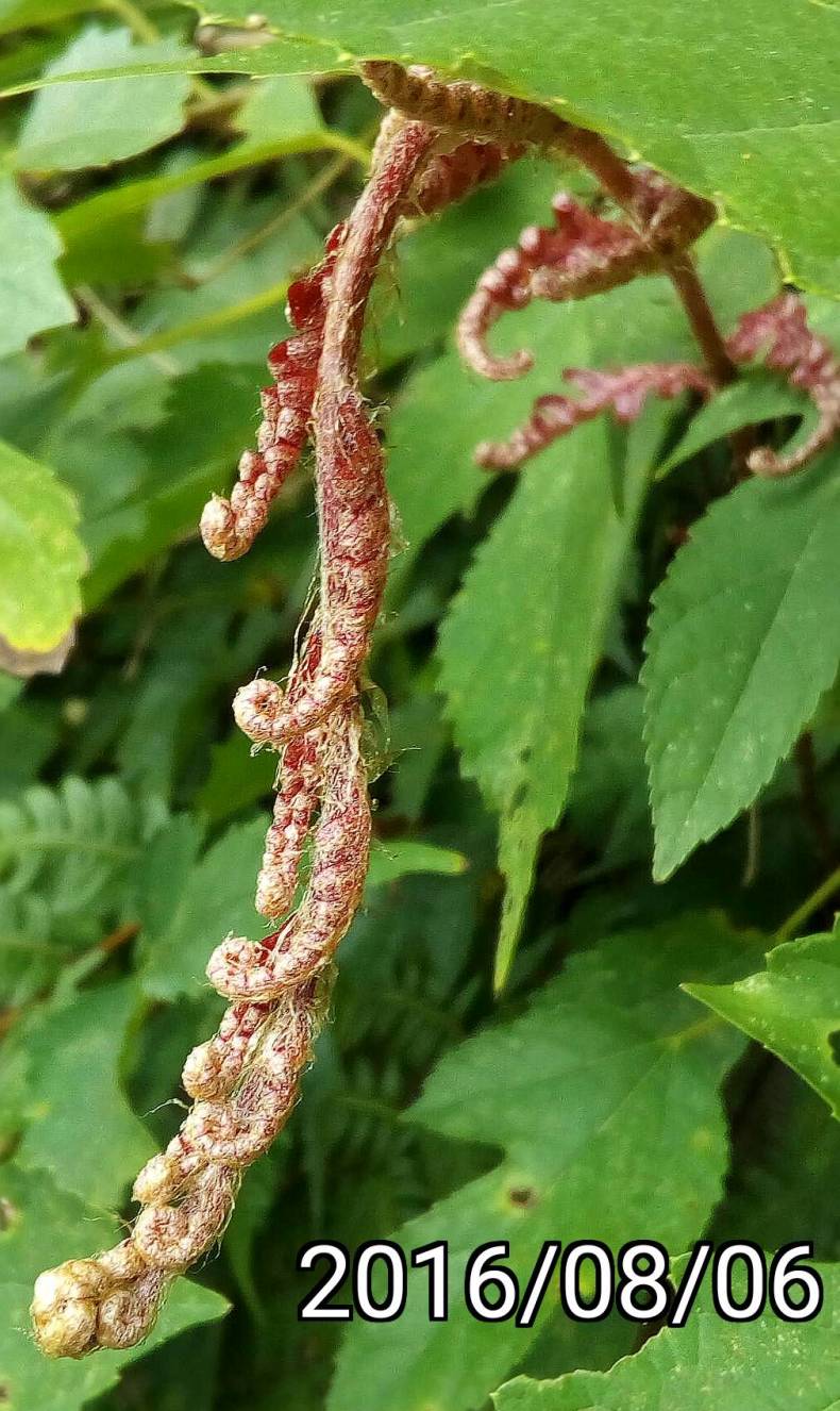 東方狗脊, Woodwardia orientalis, Oriental Chain Fern