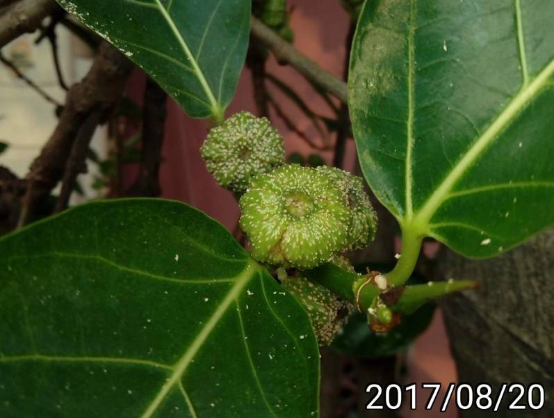 稜果榕, Ficus septica