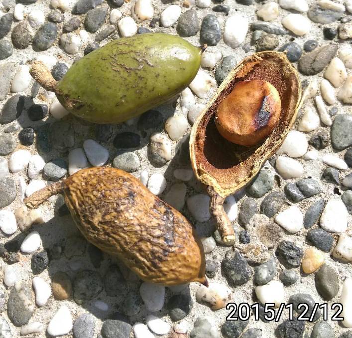 水黃皮的果實, fruits of Millettia pinnata, Indian Beech, Pongam Oiltree