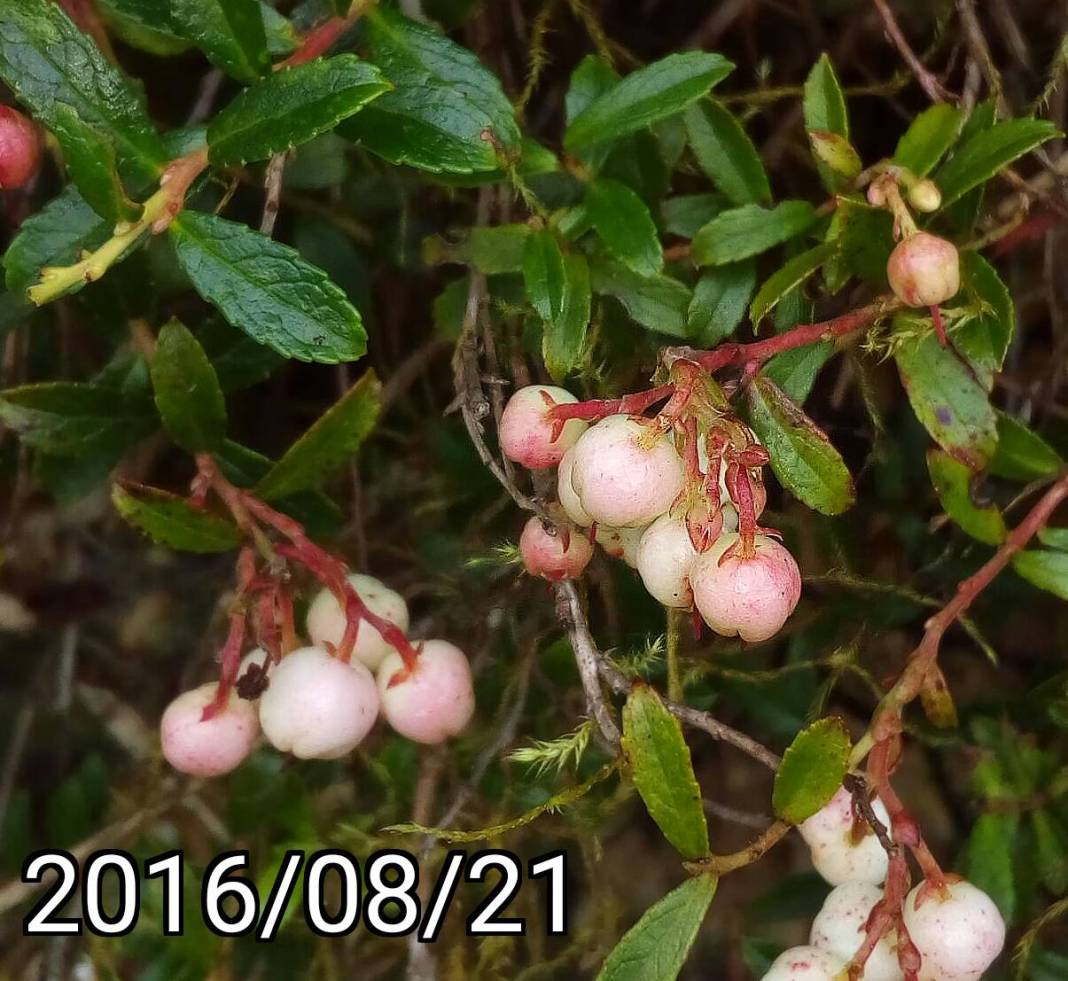 高山白珠樹的果實, fruits of Gaultheria itoana
