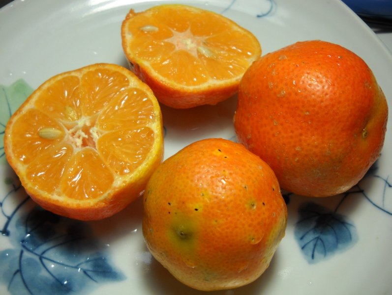 圓形 橘色 檸檬