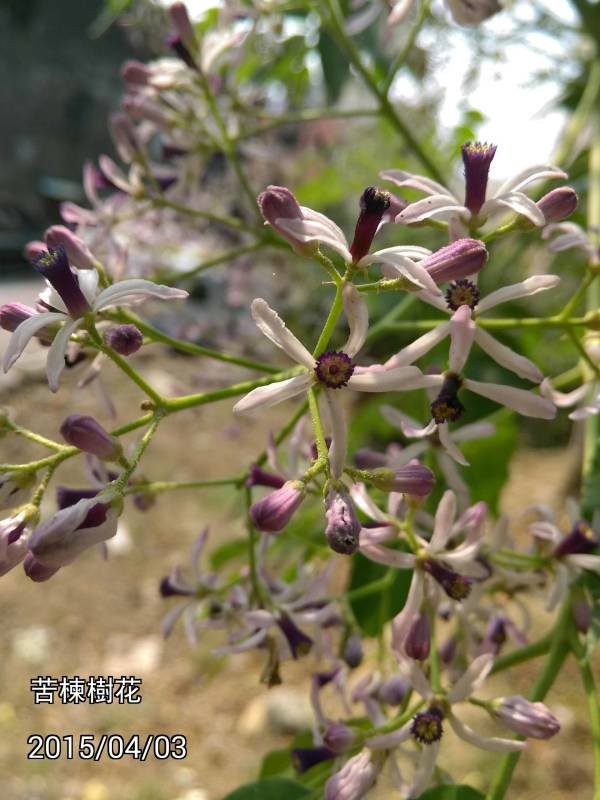 苦楝樹、Melia azedarach、white cedar, chinaberry tree, bead-tree, Cape lilac, syringa berrytree, Persian lilac, and Indian lilac