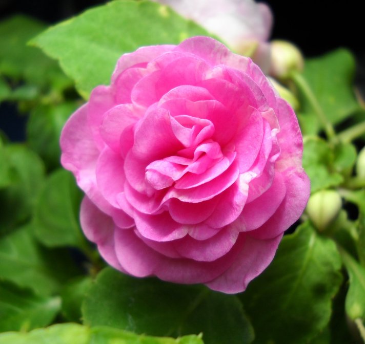 粉紅色的玫瑰鳳仙花(重瓣鳳仙花)