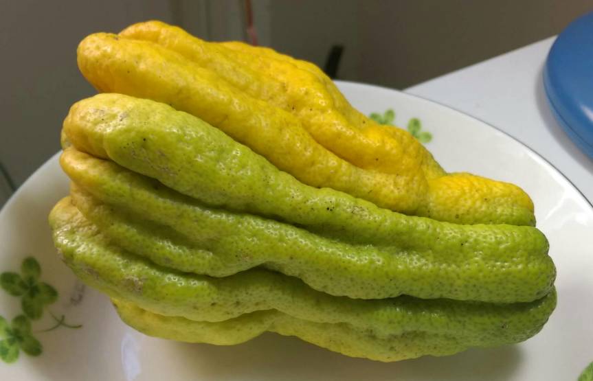 佛手柑 果實 Buddha￼'s hand, fingered citron, Citrus medica var. sarcodactylis