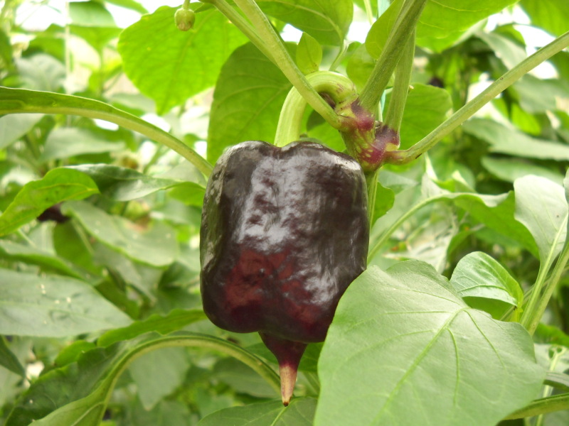 新竹縣 關西鎮 金勇 DIY 番茄農場 紫色的甜椒