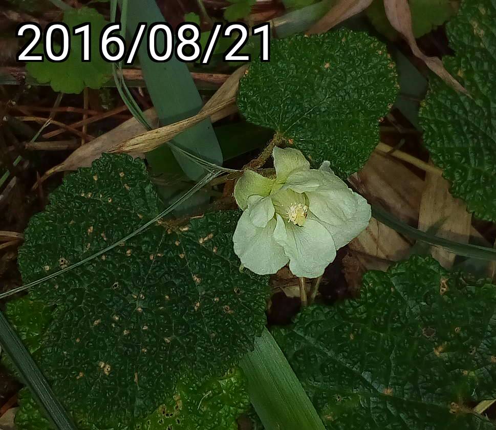 玉山懸鉤子的花, flower of Rubus hayata-koidzumii, Rubus calycinoides, Rubus pentalobus, Creeping Bramble, Creeping Raspberry