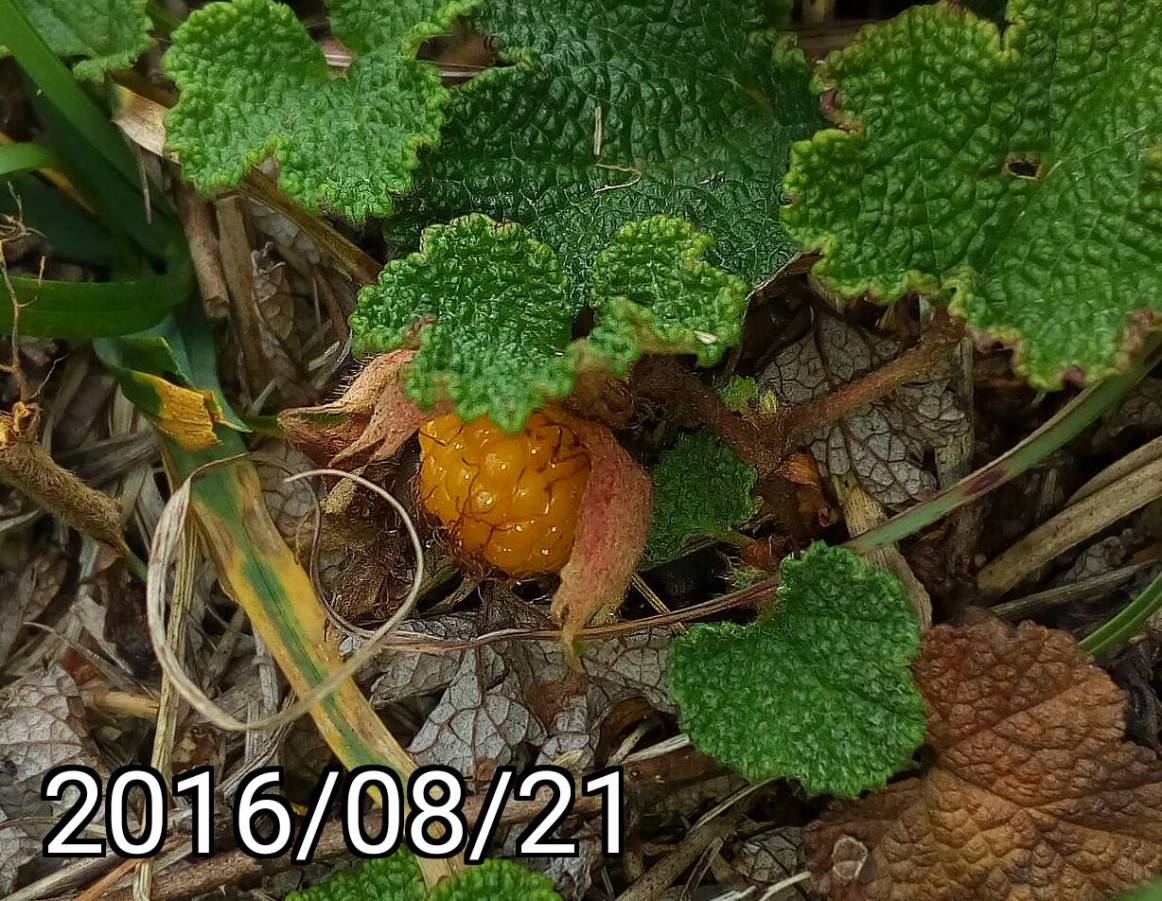 玉山懸鉤子的果實, fruit of Rubus hayata-koidzumii, Rubus calycinoides, Rubus pentalobus, Creeping Bramble, Creeping Raspberry